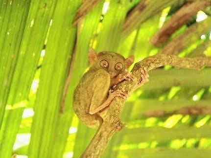 พามิลาแคนไอซ์แลนด์ทัวริสอินน์แอนด์เรสเตอร็อง Bohol ภายนอก รูปภาพ